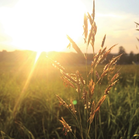 Le soleil couchant brille sur un champ de blé